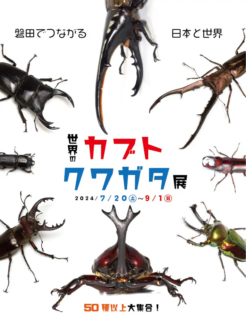 子どもたちに大人気のカブトムシ、クワガタムシが世界から大集合「世界のカブト・クワガタ展」