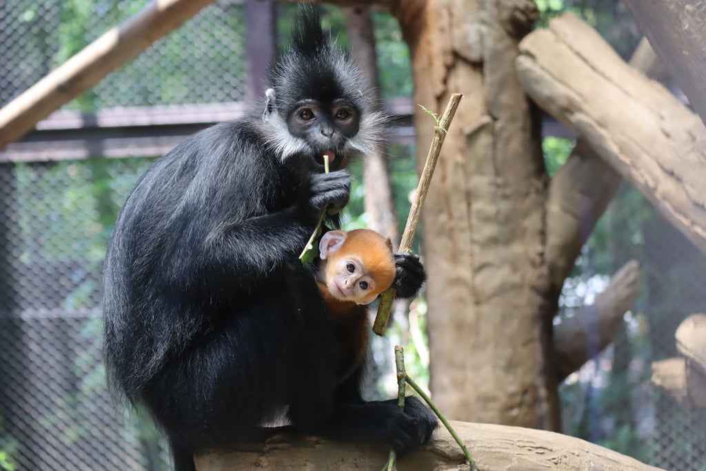 よこはま動物園ズーラシアで誕生したフランソワルトンの赤ちゃんの愛称が来園者投票で「ポンズ」に決定！ 赤ちゃんの毛がオレンジ色なのは今だけ！