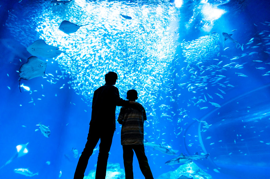 【アクアワールド茨城県大洗水族館】学習（ラーニング）×休暇（バケーション）×アクアワールド・大洗（学びの場）「ラーケーション特割」が７月１日からスタート