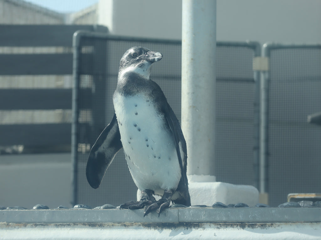 あなたはどれにする？ケープペンギンの雛にピッタリの愛称を選ぼう！5/21（日）まで四国水族館で愛称募集中