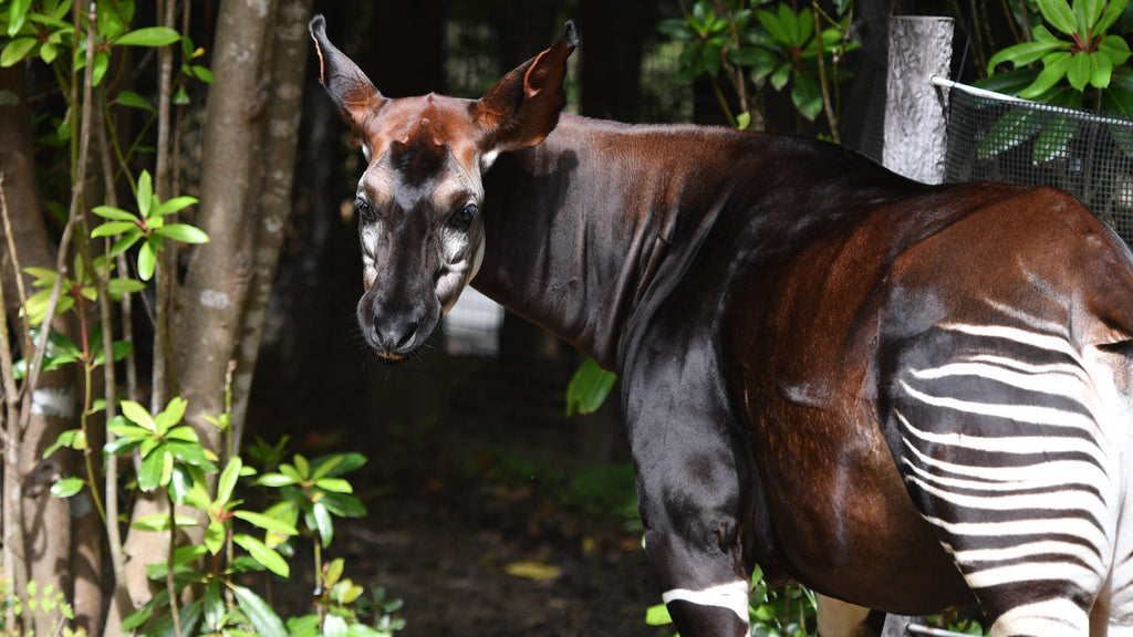 KKday、よこはま動物園ズーラシアのチケット販売開始。KKdayが運用するrezio導入で、世界中の人が楽しめる動物園を目指す・7月20日（木）より販売開始、rezioで進む動物園DX