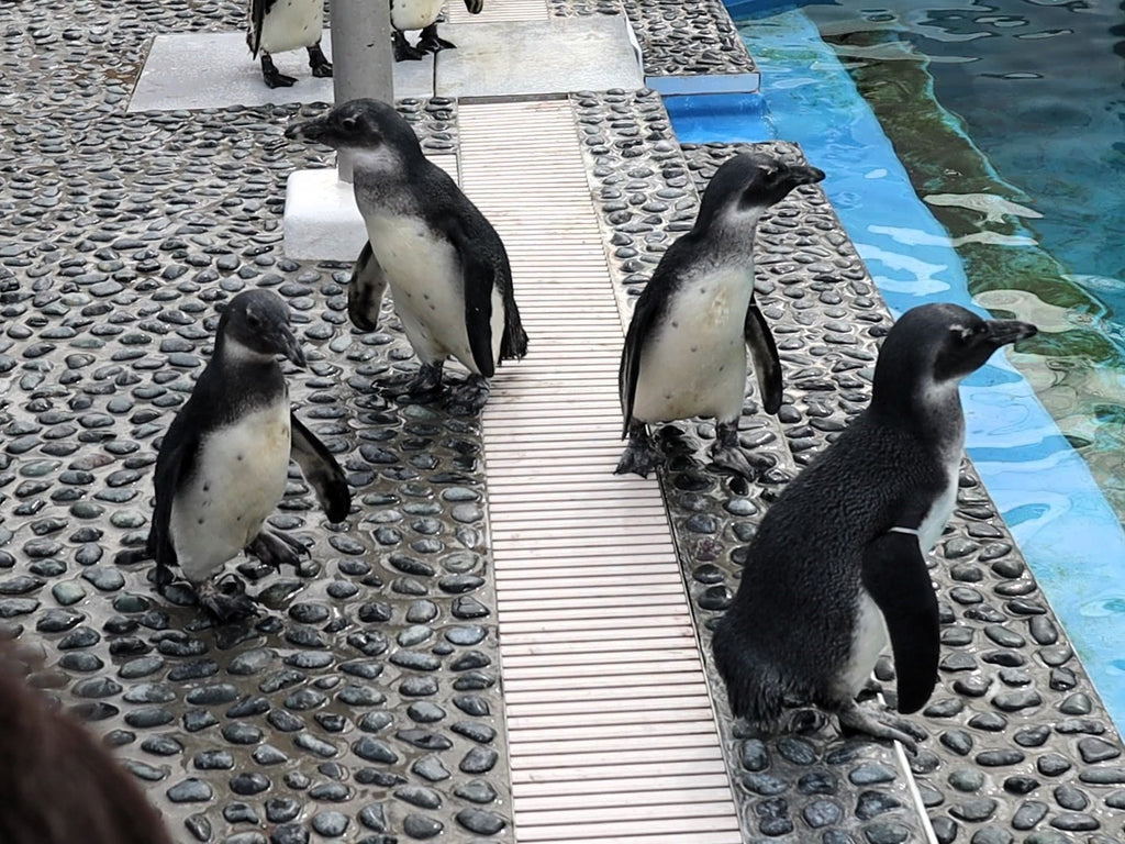 今シーズン四国水族館で誕生した4羽のケープペンギンの雛の愛称を決定・四国ならでは4羽にぴったりの素敵な愛称となりました